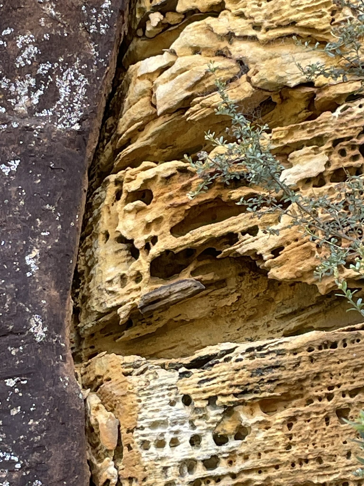 this sandstone display looks like a  honeycomb rockface 